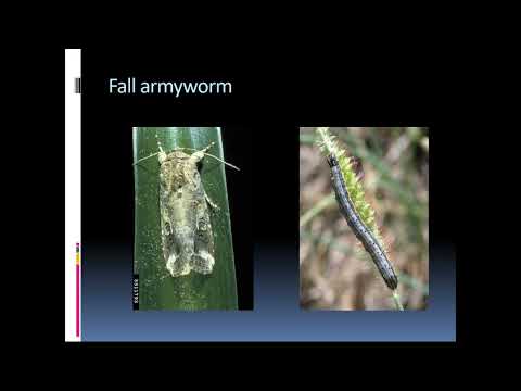 Major Insect Pests of Turfgrass in Georgia with Dr. Shimat Joseph
