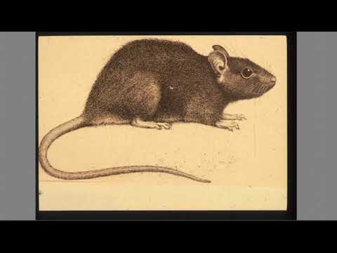 The 10 Most Essential Items for Effective Rodent Control with Bobby Corrigan